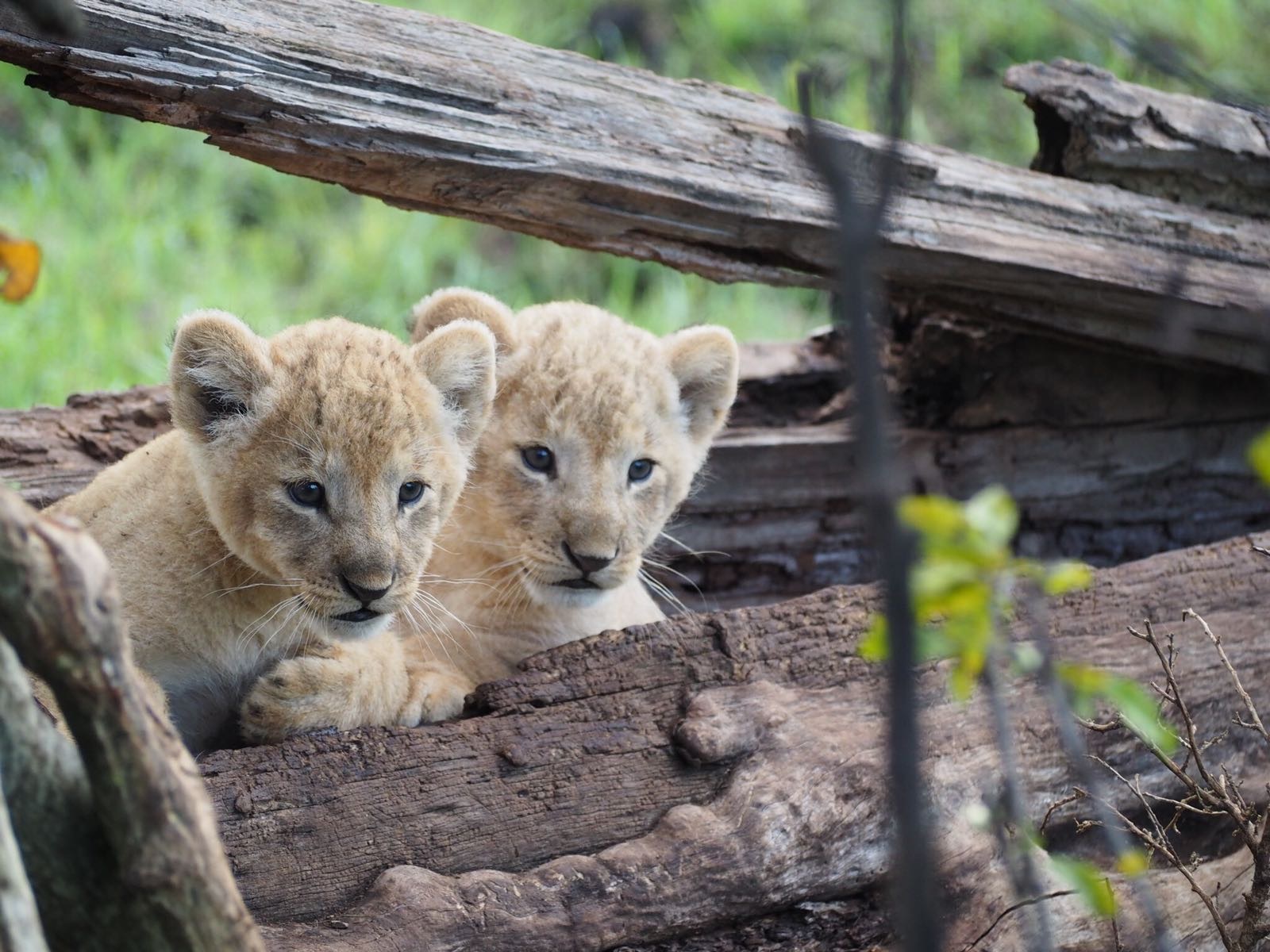 Lion cubs masai mara