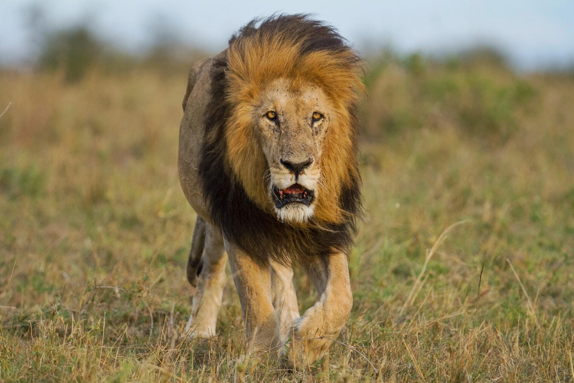 Tips for spotting Africa’s Big 5