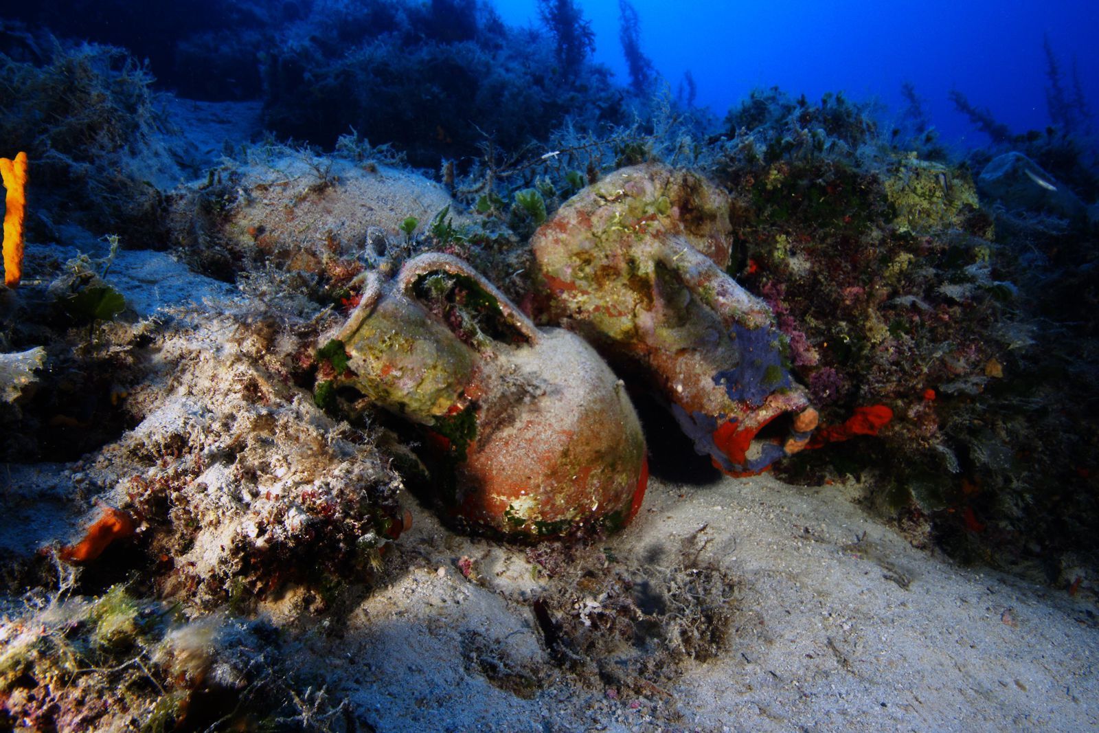 Amphora in reef