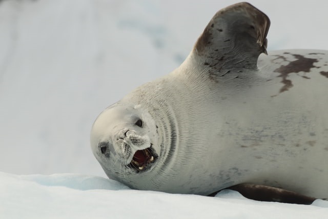 Antarcticseal