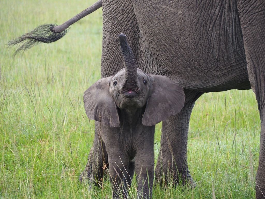 Baby elephant learning how to use trunk