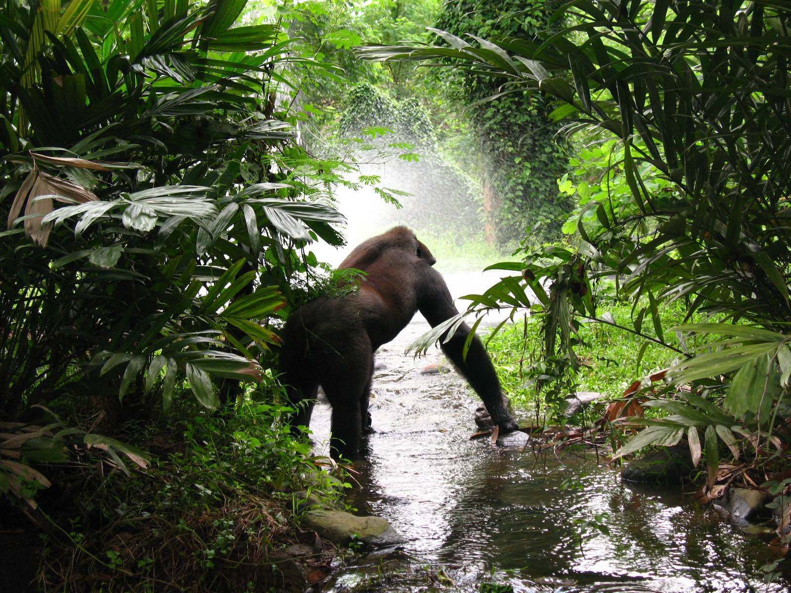 Bil Gorilla Encounter