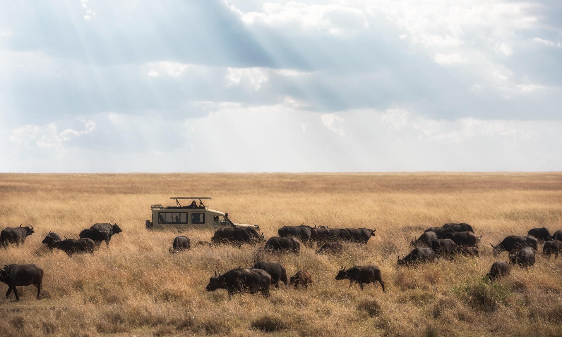 Tips for spotting Africa’s Big 5