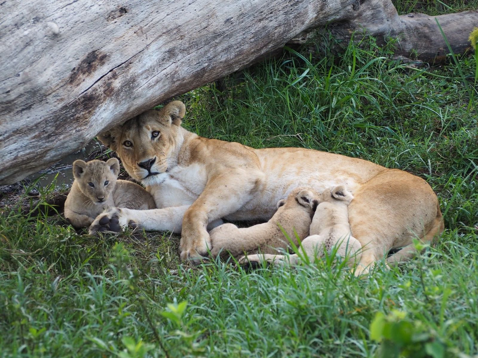 Lion cubs feeding masai mara