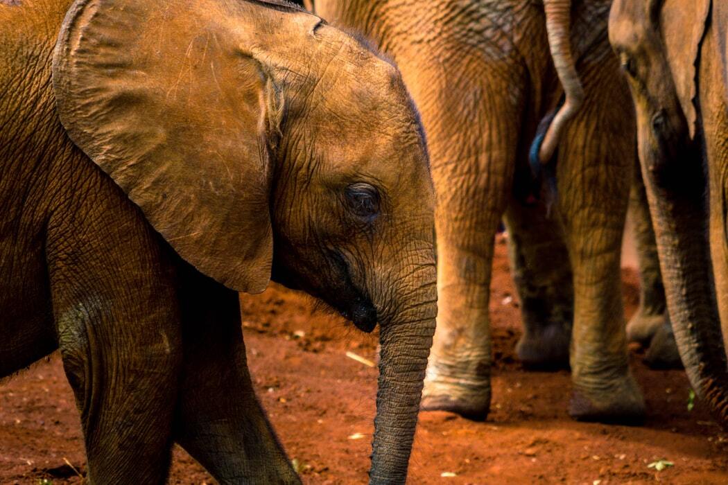 Nairobielephant