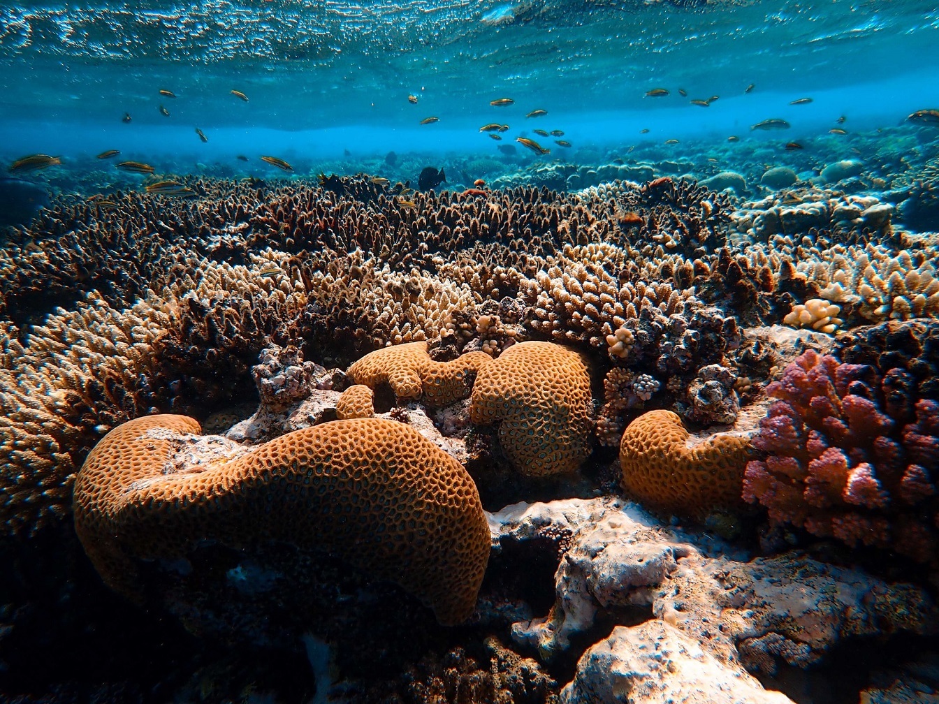 Redseacoral