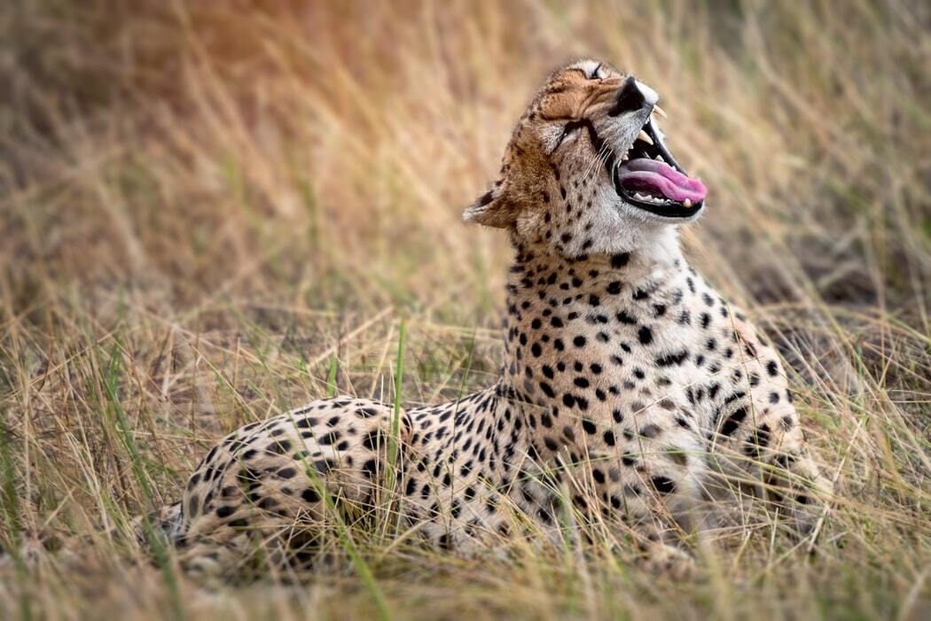 Serengetileopard