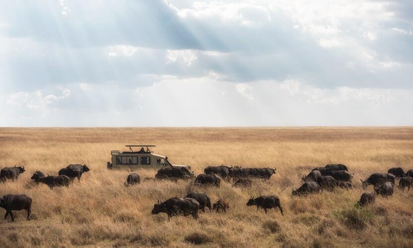 Serengetinationalpark