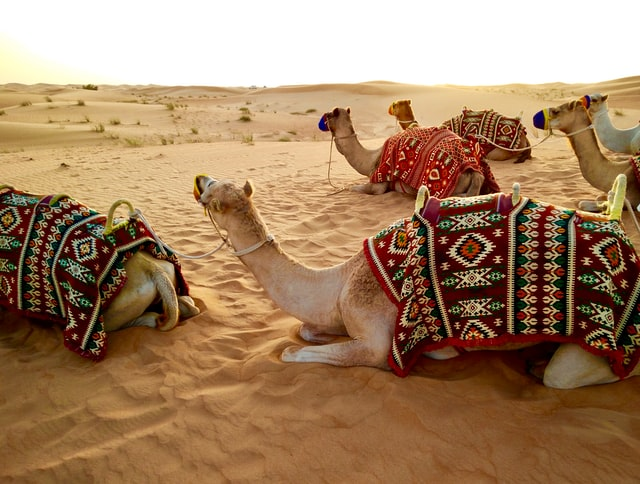 Wadirumcamels