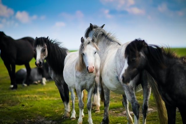 Waleshorse