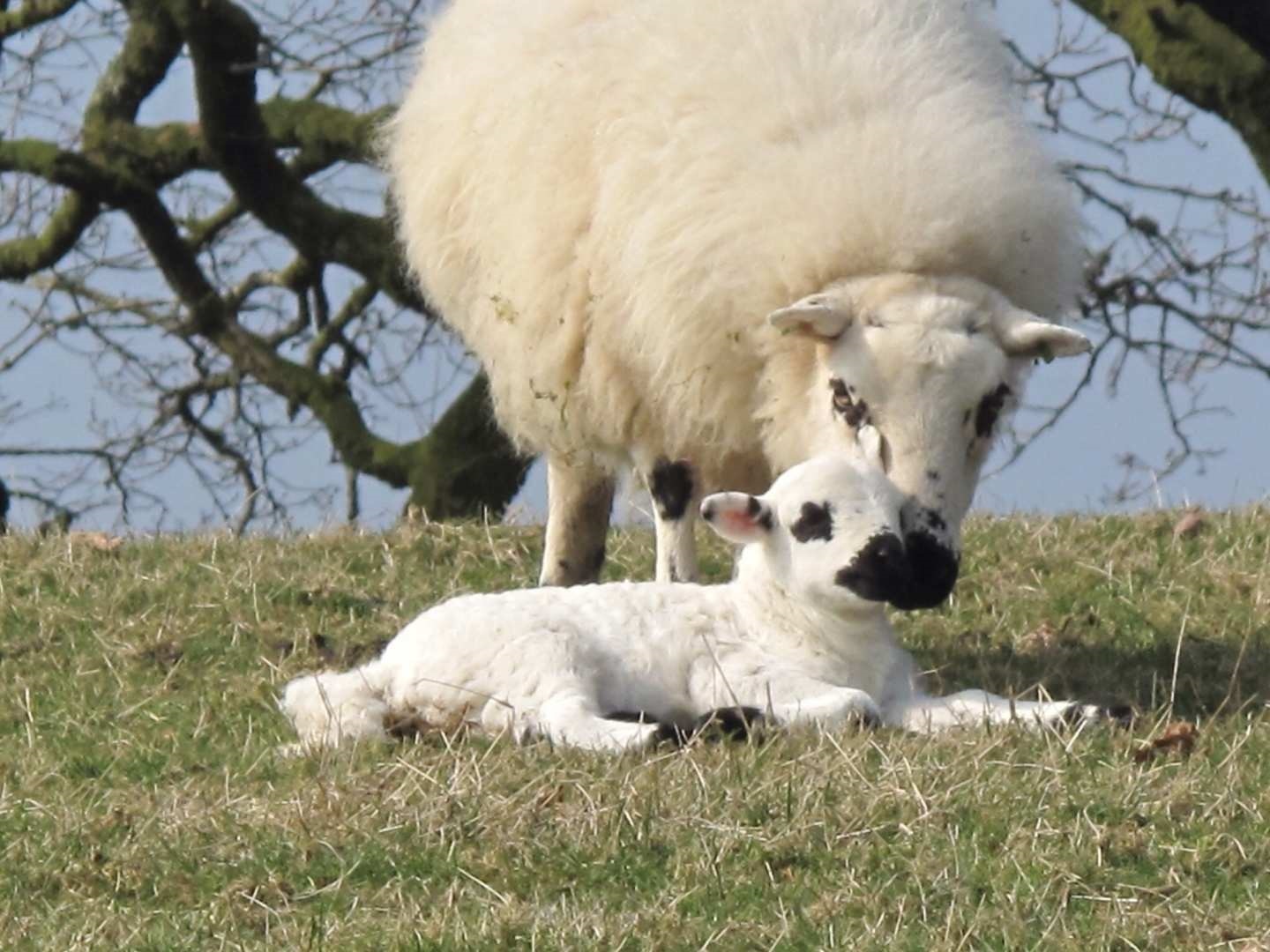 Walessheep